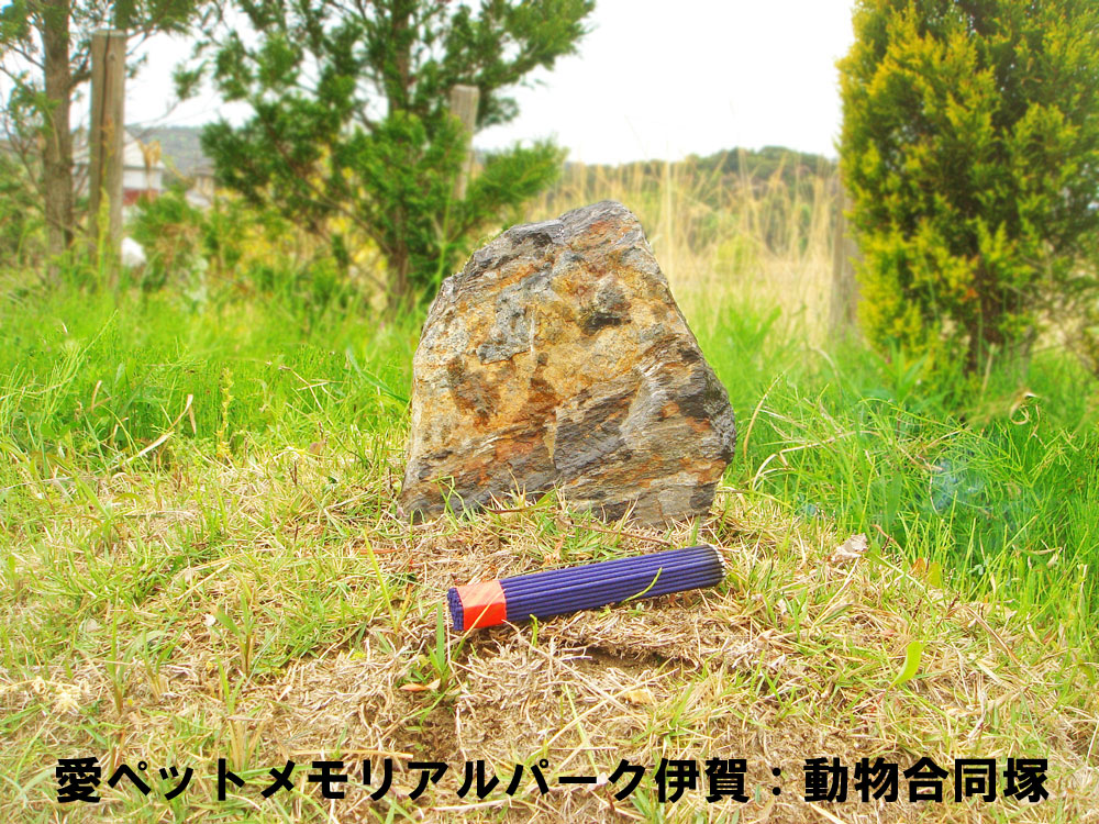 伊賀の塚の写真